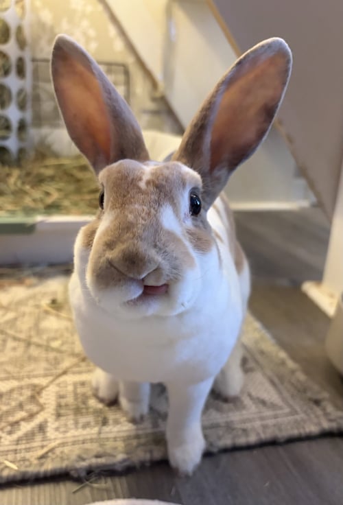 AMELIE - Rex available for adoption