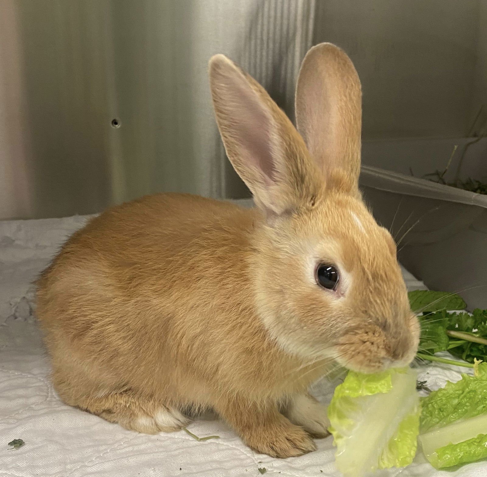 SCOUT - American available for adoption