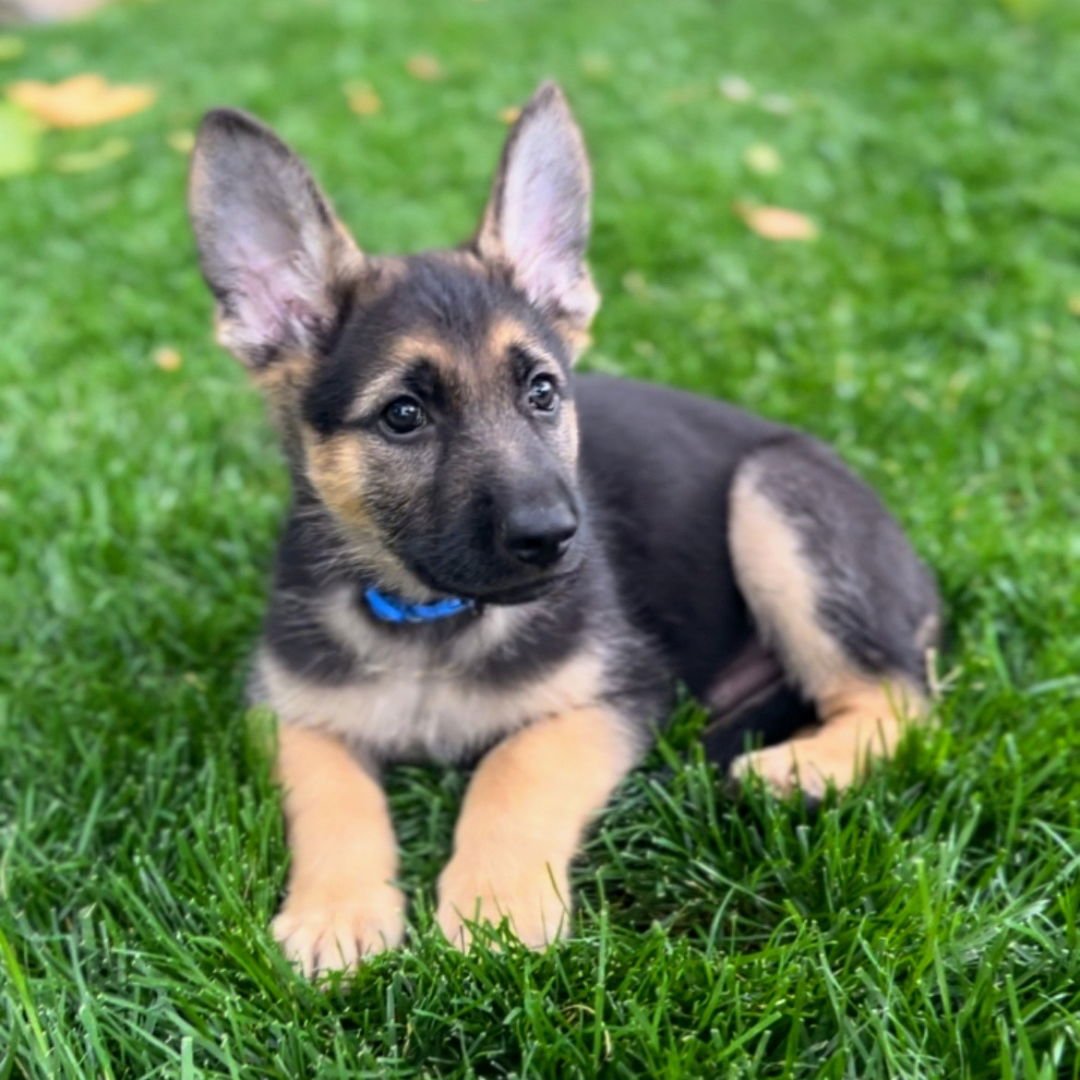 MOBY - German Shepherd Dog available for adoption