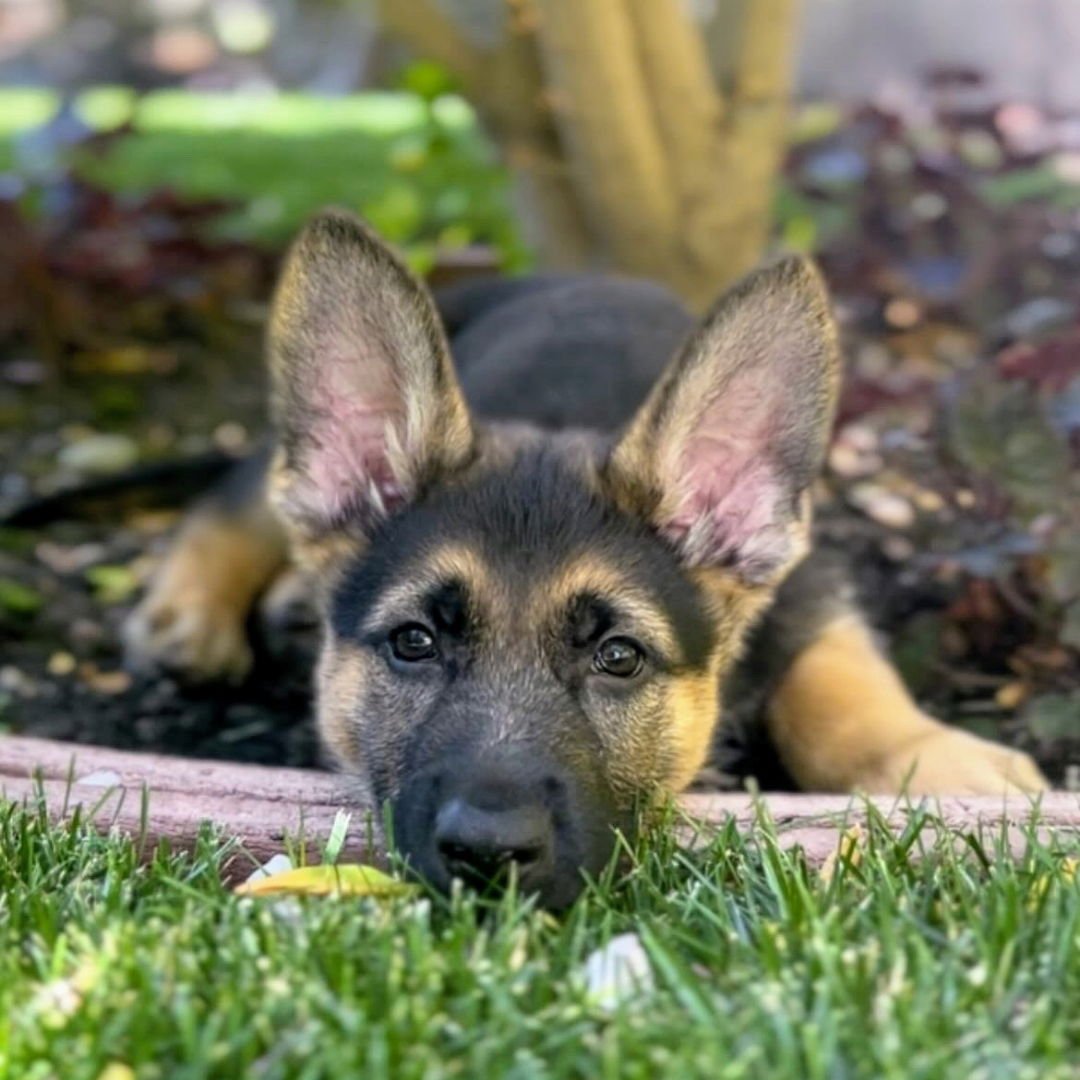 MOBY - German Shepherd Dog available for adoption