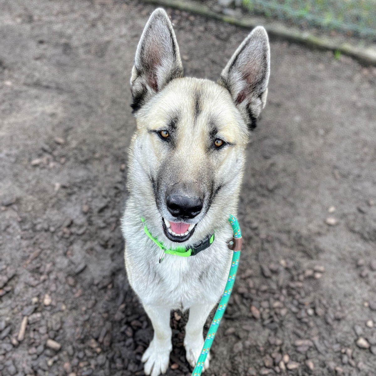 SUNDAY - Siberian Husky / Shepherd available for adoption