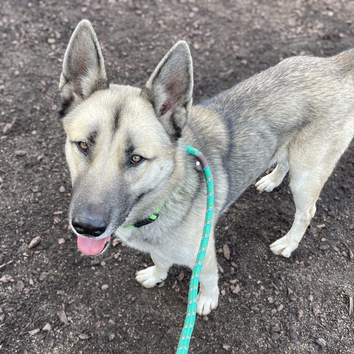 SUNDAY - Siberian Husky / Shepherd available for adoption
