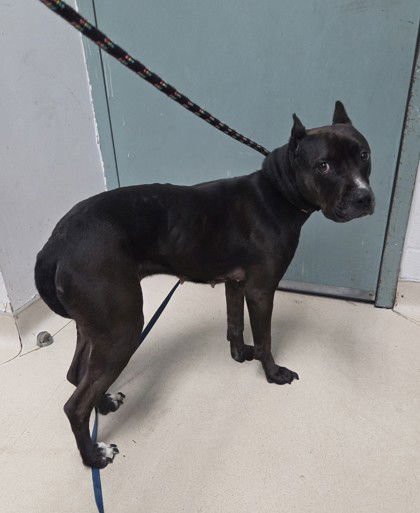 CAELEE - American Pit Bull Terrier available for adoption