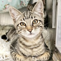 Lincoln (bonded w/ Cadillac) - Photo 2