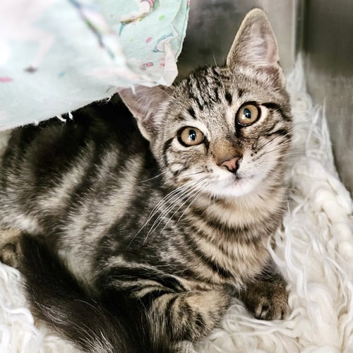 LINCOLN (BONDED W/ CADILLAC) - Domestic Short Hair available for adoption
