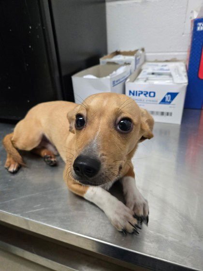 PITUFO - Chihuahua available for adoption