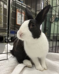 Eenie - Photo 1