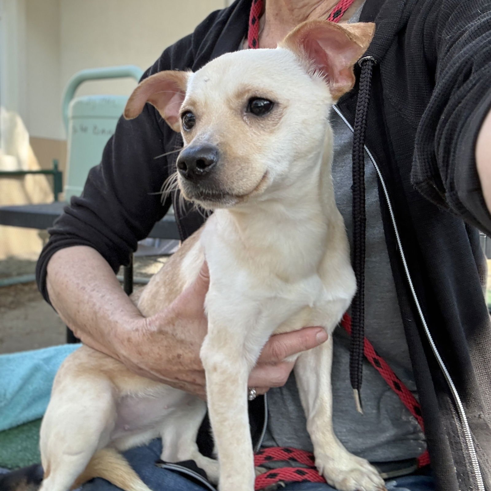 SUNRAY - Chihuahua available for adoption