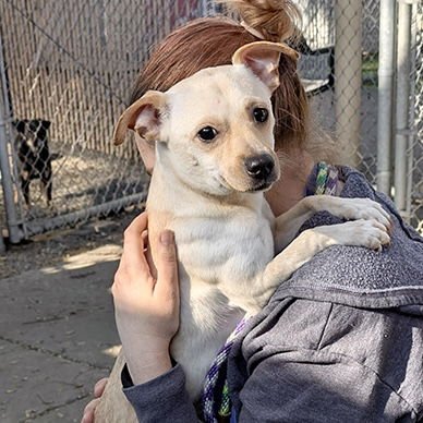 SUNRAY - Chihuahua available for adoption