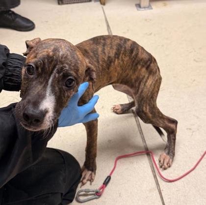 MALLORY - Pit Bull Terrier available for adoption