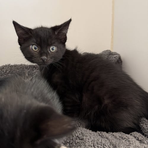 DIAMOND - Domestic Short Hair available for adoption
