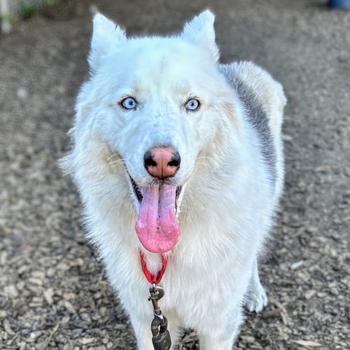 ENZO - Siberian Husky available for adoption