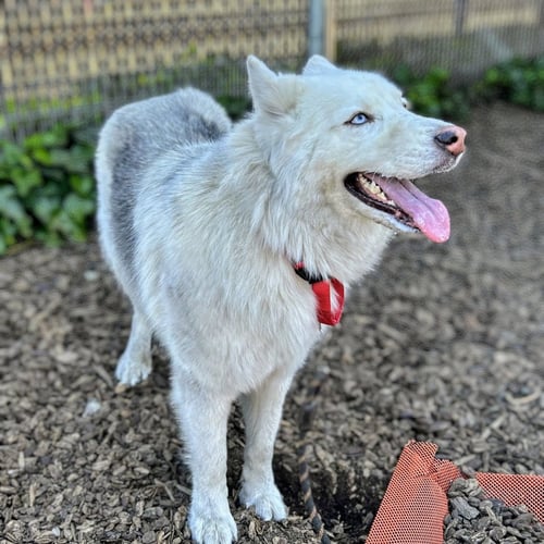 ENZO - Siberian Husky available for adoption