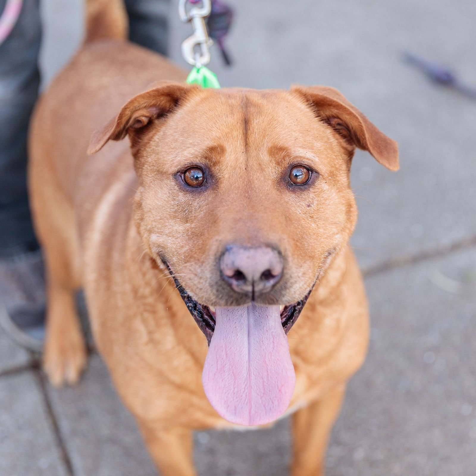 MELBOURNE - Labrador Retriever available for adoption