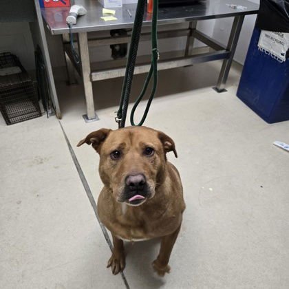 MELBOURNE - Labrador Retriever available for adoption