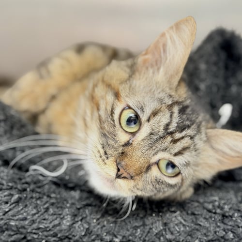 MAXINE - Domestic Medium Hair available for adoption