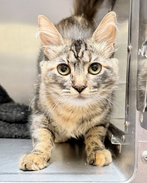 MAXINE - Domestic Medium Hair available for adoption