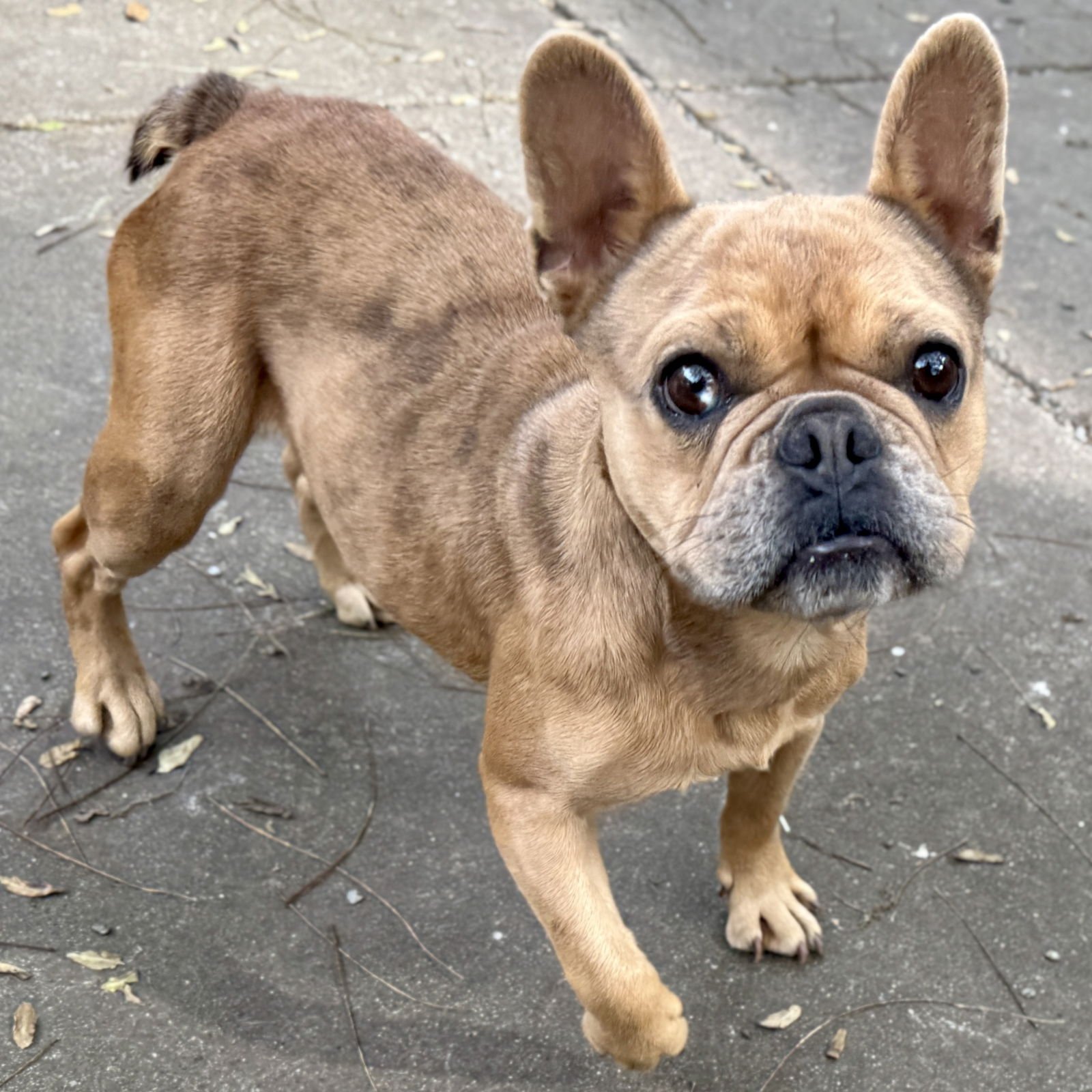 TAMPA - French Bulldog available for adoption