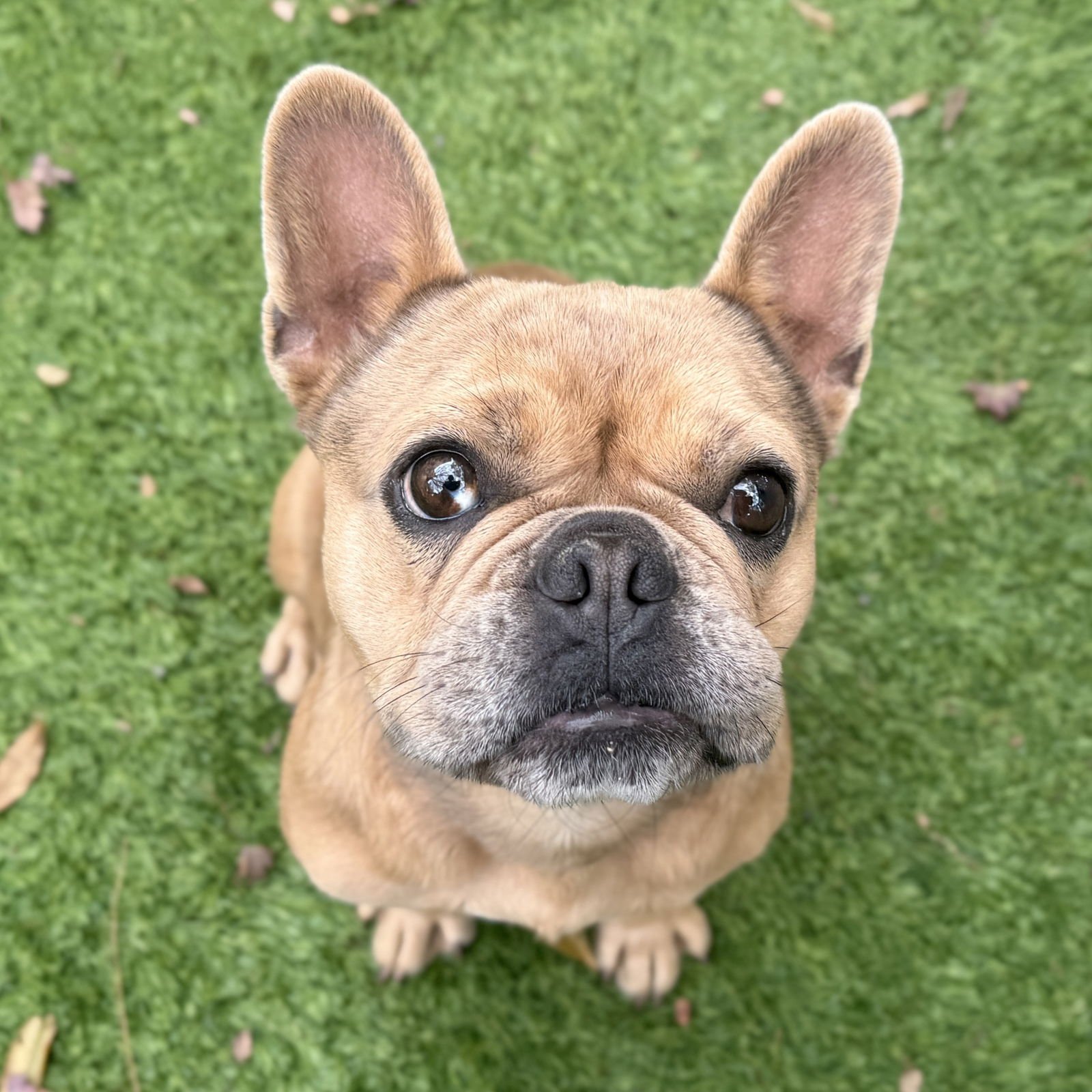 TAMPA - French Bulldog available for adoption