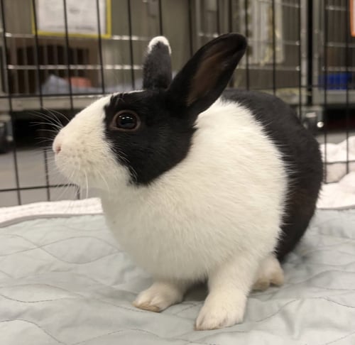 MEENIE - American available for adoption