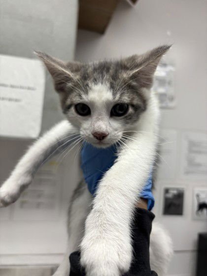 PETER - Domestic Short Hair available for adoption