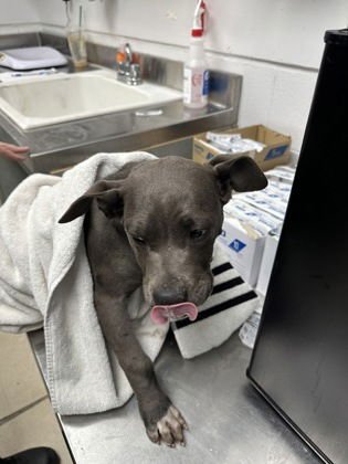 ARGENTINA - Pit Bull Terrier available for adoption