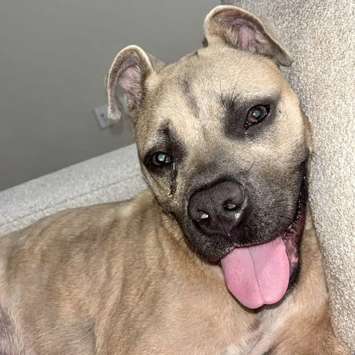 JONES - American Pit Bull Terrier available for adoption