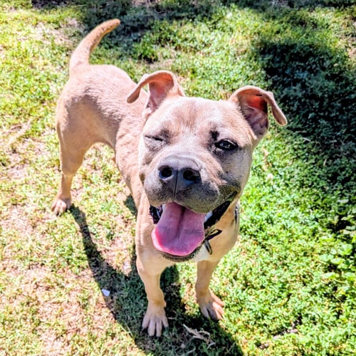 JONES - American Pit Bull Terrier available for adoption