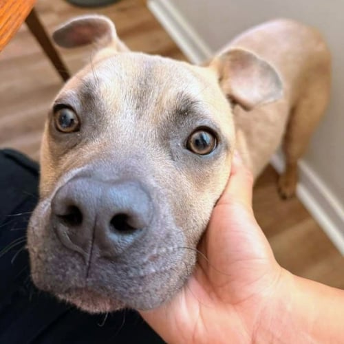 JONES - American Pit Bull Terrier available for adoption
