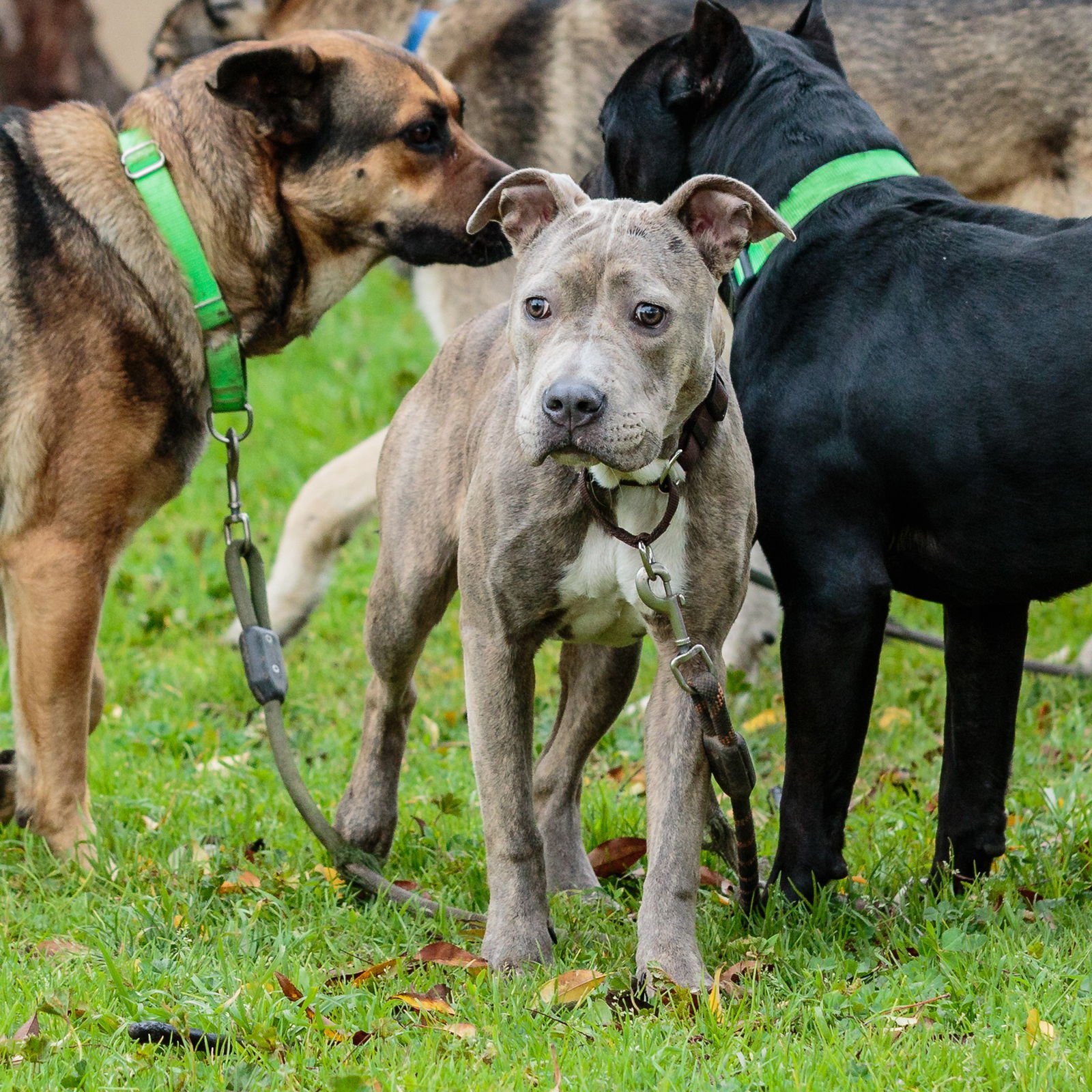 ESPRIT - American Pit Bull Terrier available for adoption