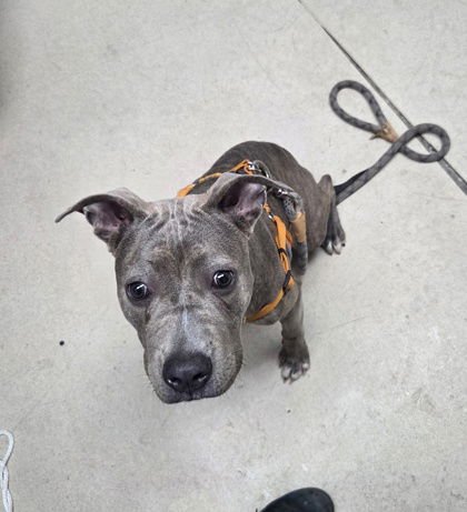 ESPRIT - American Pit Bull Terrier available for adoption