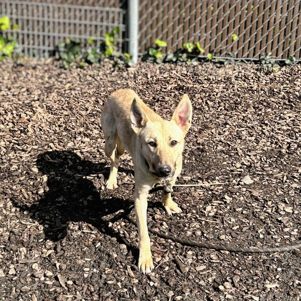 PAXTON - Border Collie available for adoption