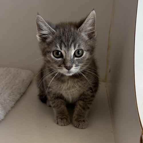 BISCOTTI (BONDED W/ BISCOFF) - Domestic Short Hair available for adoption