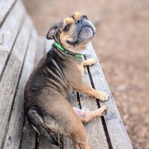 BREEZY - Unknown available for adoption