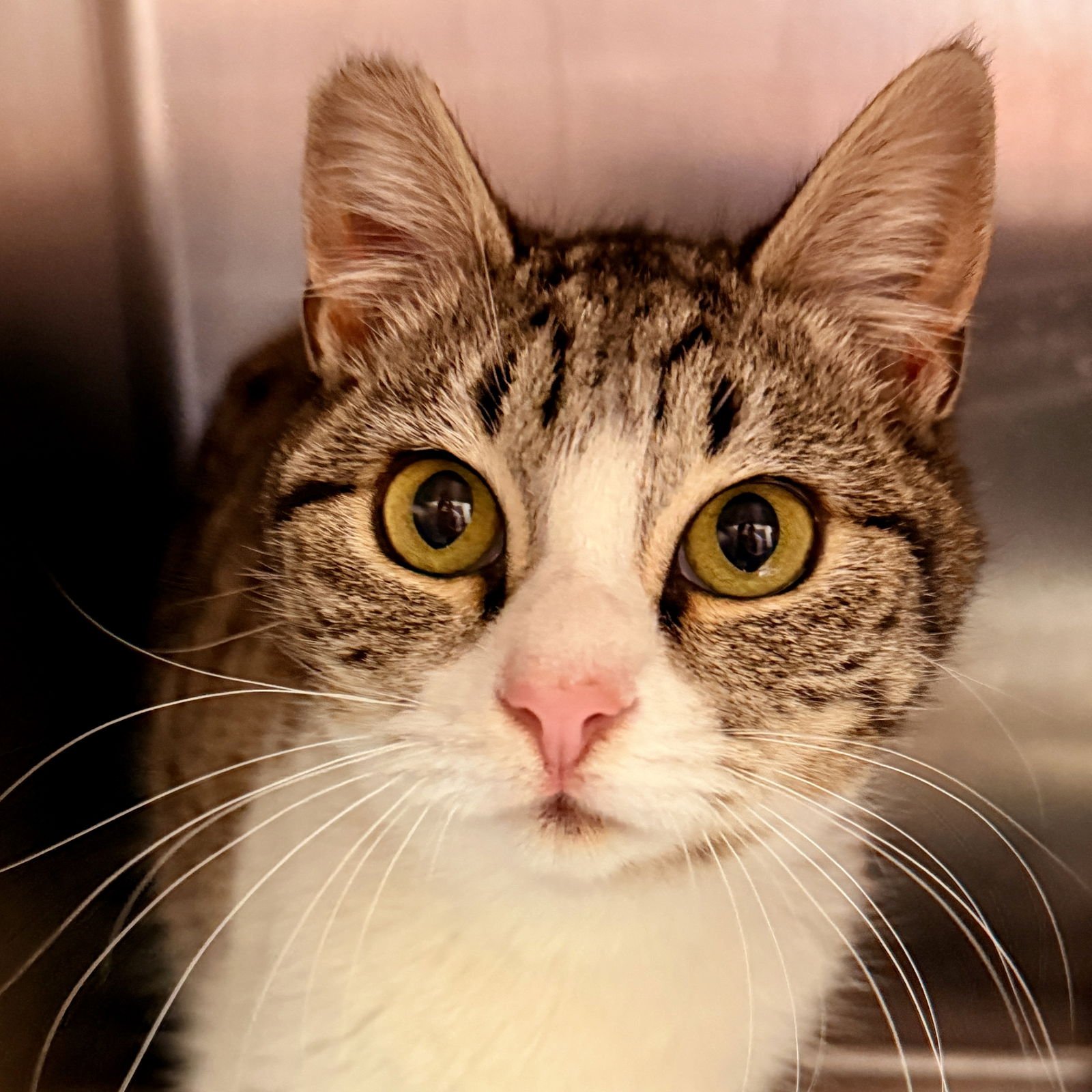 TILLIE (BONDED W/ MAISIE) - Domestic Short Hair available for adoption