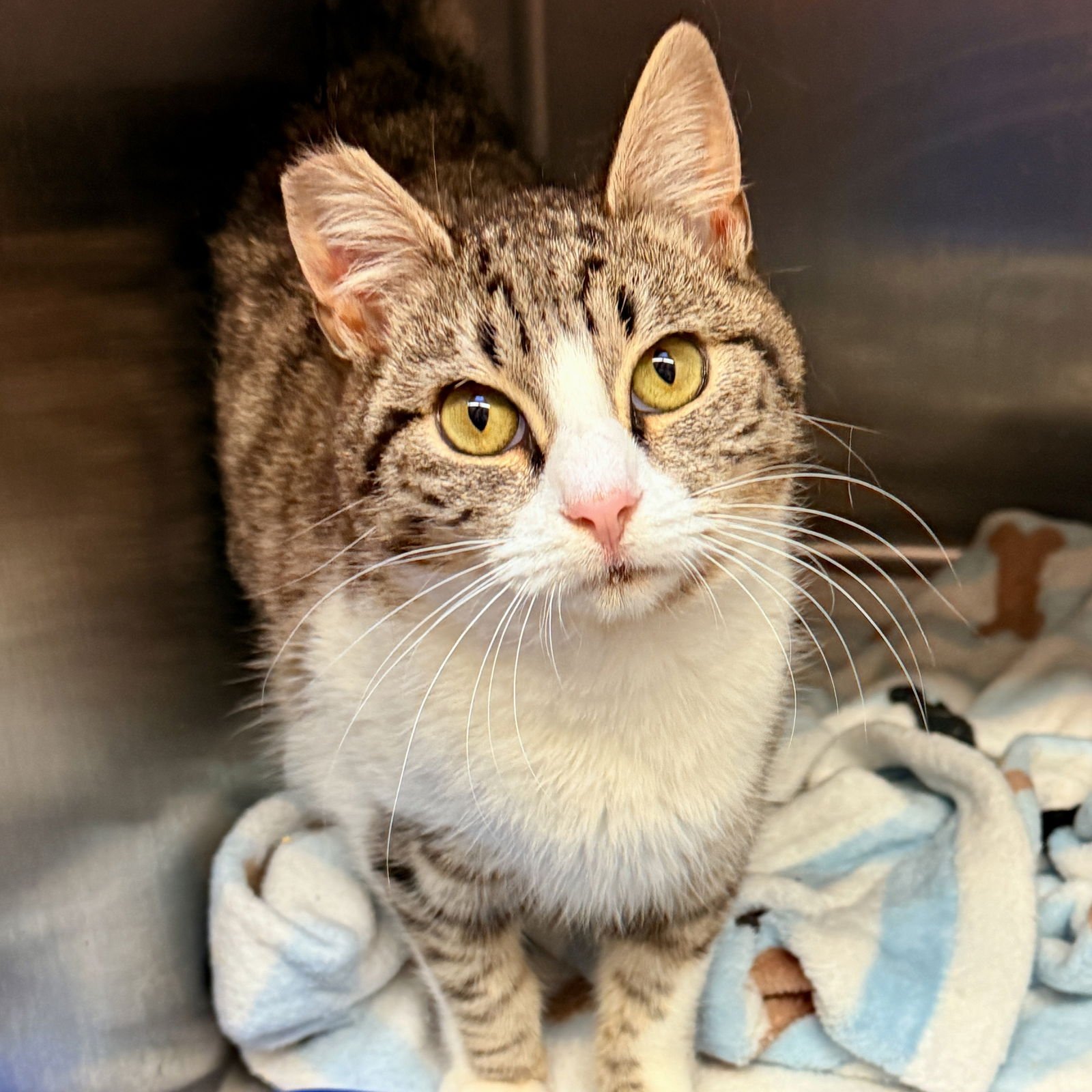 TILLIE (BONDED W/ MAISIE) - Domestic Short Hair available for adoption