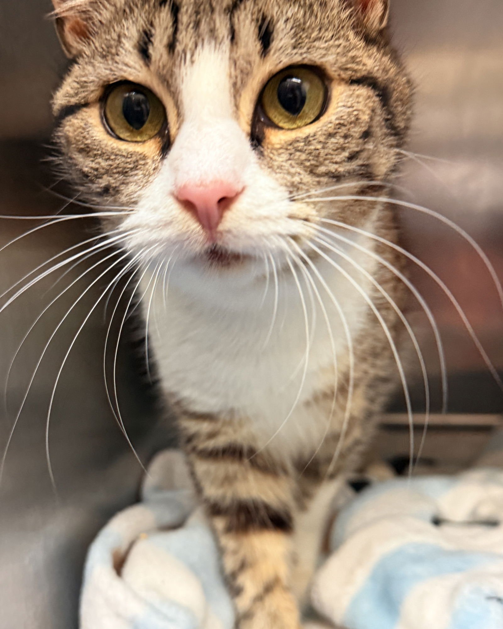 Tillie (bonded w/ Maisie) - Photo 3