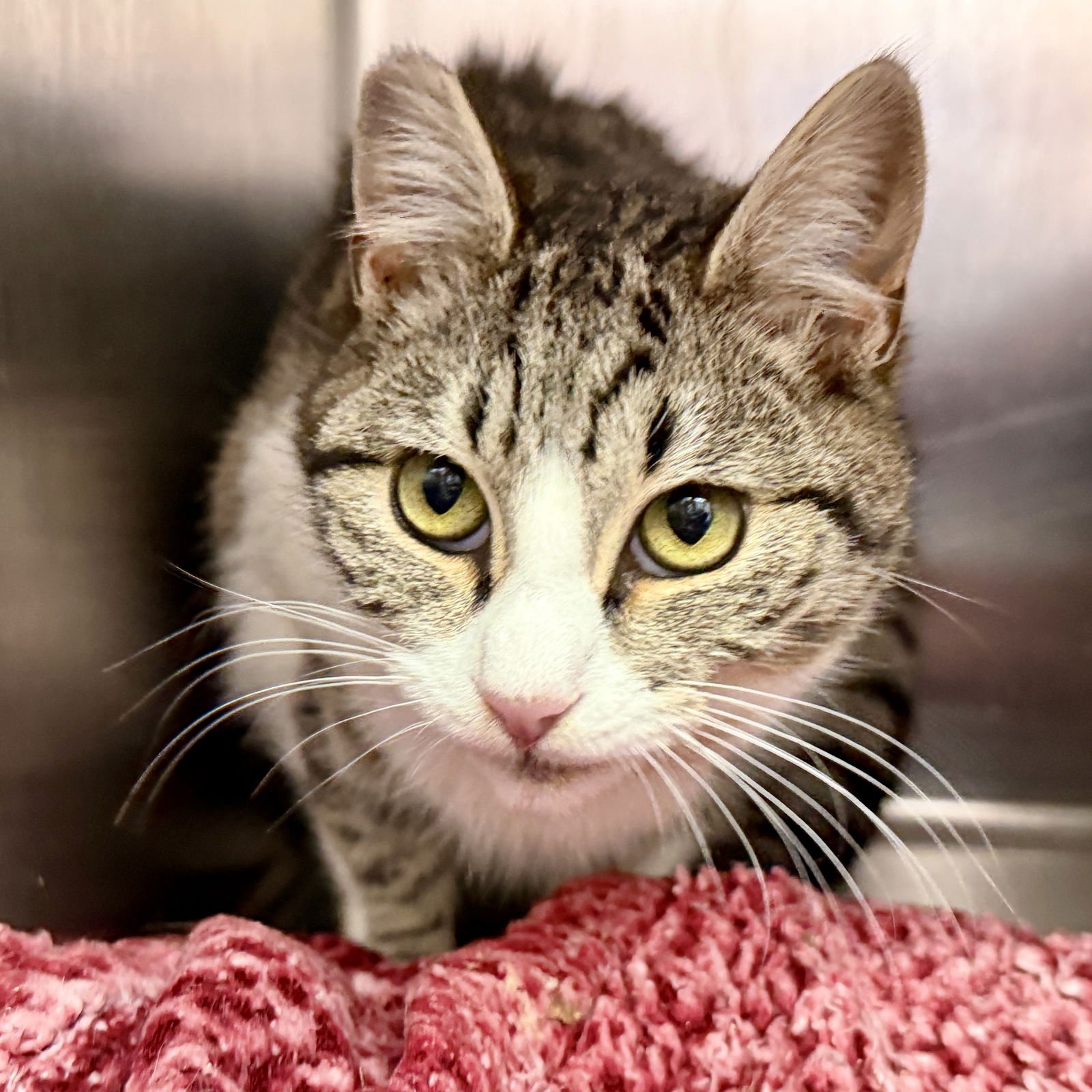 Tillie (bonded w/ Maisie) - Photo 4