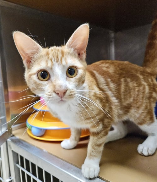 (ID# 87435)