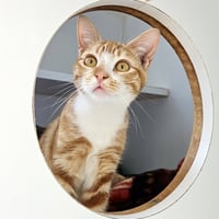 Pecan (bonded w/ Pie) - Photo 1