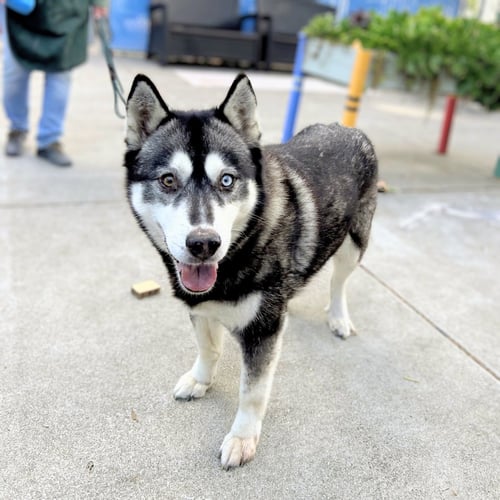 CORA - Husky available for adoption