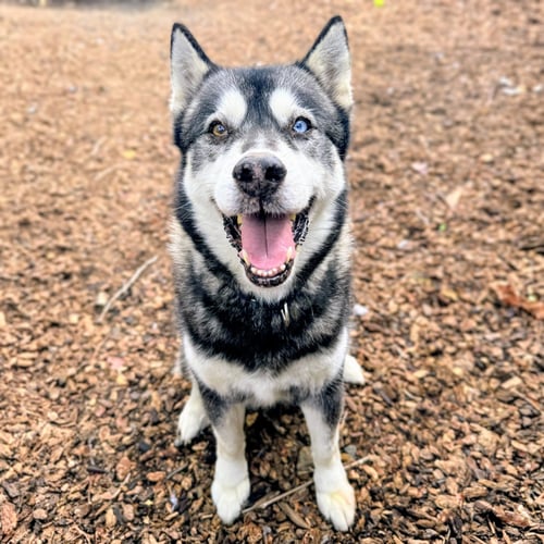CORA - Husky available for adoption