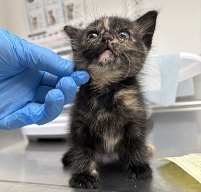 GIZMO (BONDED WITH PATCH) - Domestic Short Hair available for adoption
