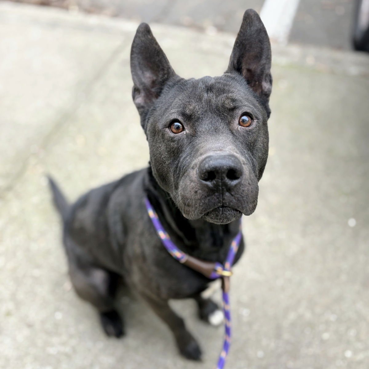 APPLEBEES - Pit Bull Terrier / Shepherd available for adoption