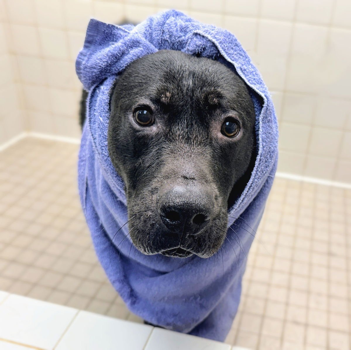 APPLEBEES - Pit Bull Terrier / Shepherd available for adoption