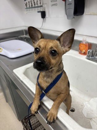 HUNNY - Chihuahua available for adoption