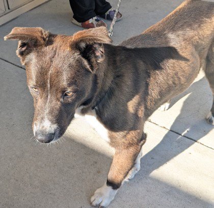 JULES - Australian Shepherd available for adoption