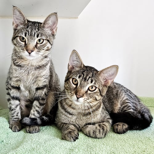 RAINDROP (BONDED W/ CLOUD) - Domestic Short Hair available for adoption