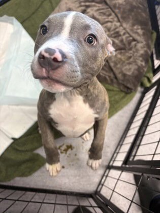 BEAN - Pit Bull Terrier available for adoption