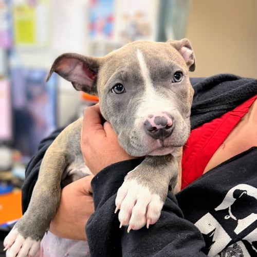 BEAN - Pit Bull Terrier available for adoption